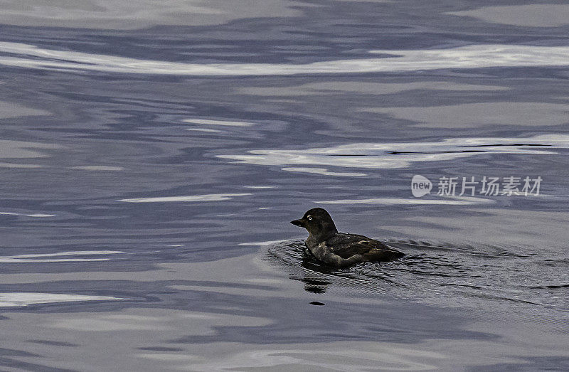 卡辛小海雀(Ptychoramphus aleuticus)是一种小而粗的海鸟，广泛分布在北太平洋。弗雷德里克海湾，阿拉斯加。游泳。